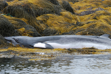 Naklejka premium Whale Dead on a Seaweed Covered Reef