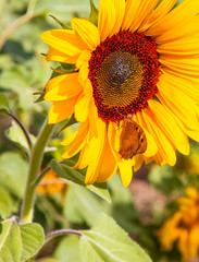 Obraz premium Sunflower with butterfly