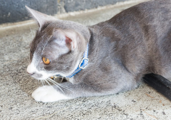Fototapeta premium Grey and white cat relaxing