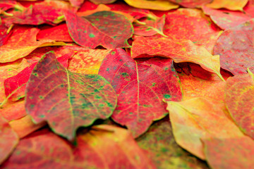 Naklejka na ściany i meble Autumn wet colorful leaves of maple