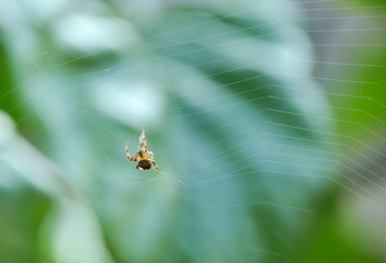 Spider with its prey