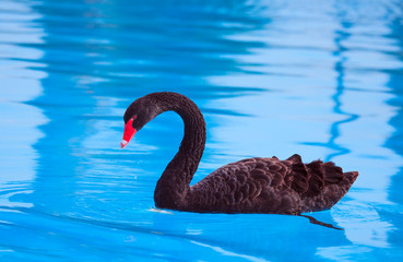 Black Swan © muratart