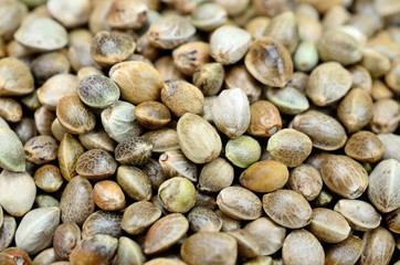 group of hemp seed