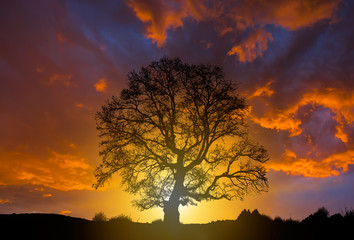 Naklejka na ściany i meble Silhouette of a big mighty oak against sunset