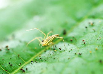 spider