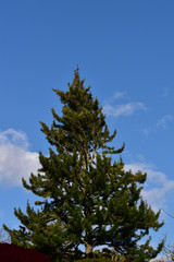 青空と針葉樹