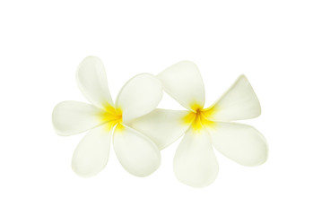 Naklejka na ściany i meble Tropical flower frangipani isolated on white background