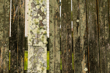 Obraz premium Lichen Fence