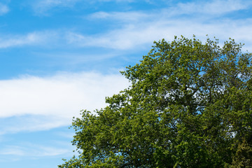 Fototapeta premium Tree on a Sky 4