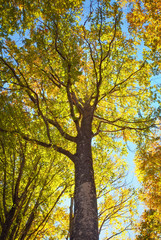 Obraz premium Into the forest during sunset. Composition of nature