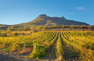 Mountain and field with vineyards. Composition of nature