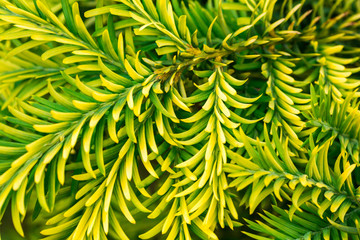Fototapeta na wymiar yellow and green needle tree, background
