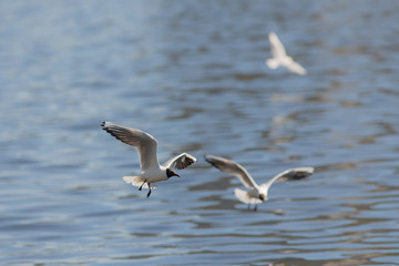 Three seagulls over water