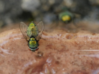 meat fly