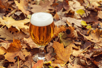 Beer in autumn forest