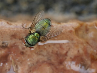 meat fly