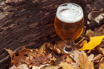 Beer in autumn forest