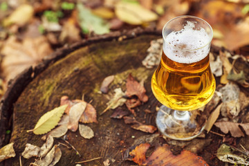 Beer in autumn forest
