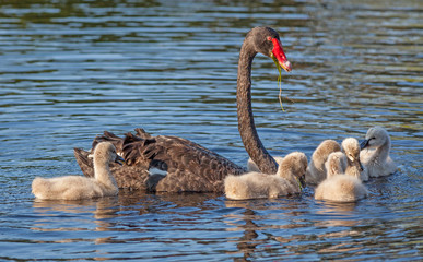 Black Swan Feeding Cygnets