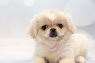 White and Cream Pekingese Puppy