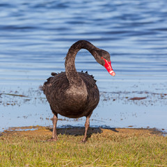 Black Swan