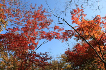 紅葉(秋保)