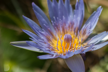 Lilac water lilly
