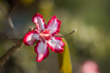 Desert rose close up with bokeh.