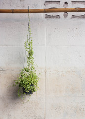 Ivy grown in plastic pots hanging on the walls.