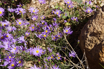 Purple asters