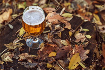 Beer in autumn forest