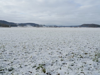 First snow covering green field