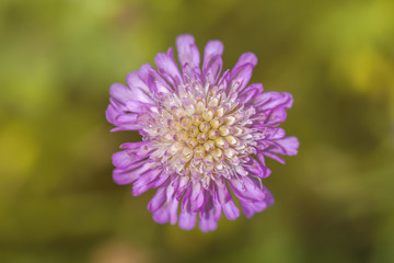 Acker-Witwenblume - Knautia arvensis - Blüte in einer Makroaufnahme