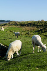 Sheep Party 8