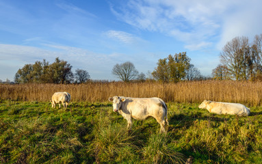Fototapeta premium Three cream-colored cows grazing in a Dutch nature reserve