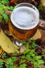 Beer in autumn forest