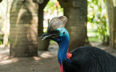 Obraz premium Bali bird park in Sanur