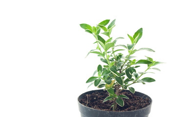 Small tree growing in plastic pots.