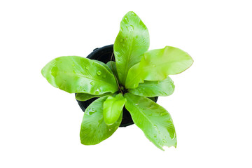 Small tree growing in plastic pots.