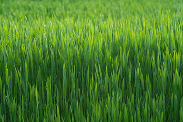 Spring sprouting crops of corn, bright beautiful young green sprout succulent leaves of spring crops. Beautiful texture of young cereals.