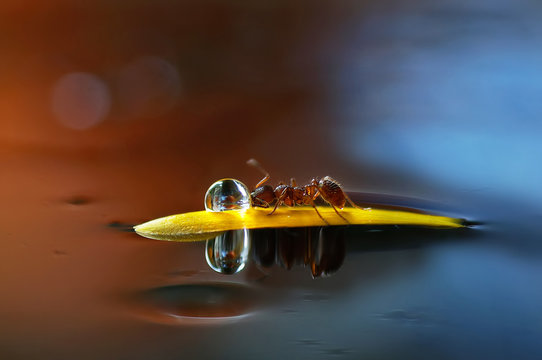Hairy red ant drinks water from dew drops on the petals of a flower close-up macro with reflection. Soft blurred colorful background, beautiful vivid artistic image.