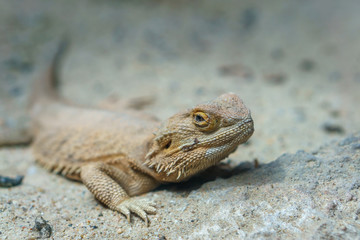 The chameleon in the desert with low key and soft light.