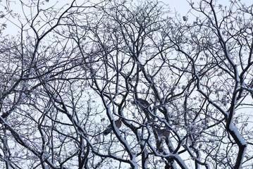 木々の雪./木に鳩が止まっています.