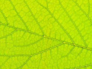 Texture of a green leaf. Green background.