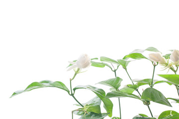 Obraz premium Jasmine flower grow up on white background.