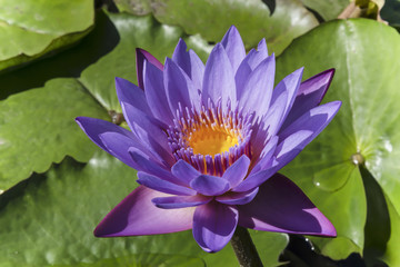 flower purple lotus in the pond