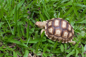 Turtle walking on the grass.