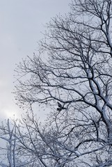Fototapeta na wymiar 雪./積もった雪の枝から飛ぶ鳩です.