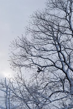 雪./積もった雪の枝から飛ぶ鳩です.