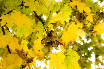 Yellow leaves on a tree autumn